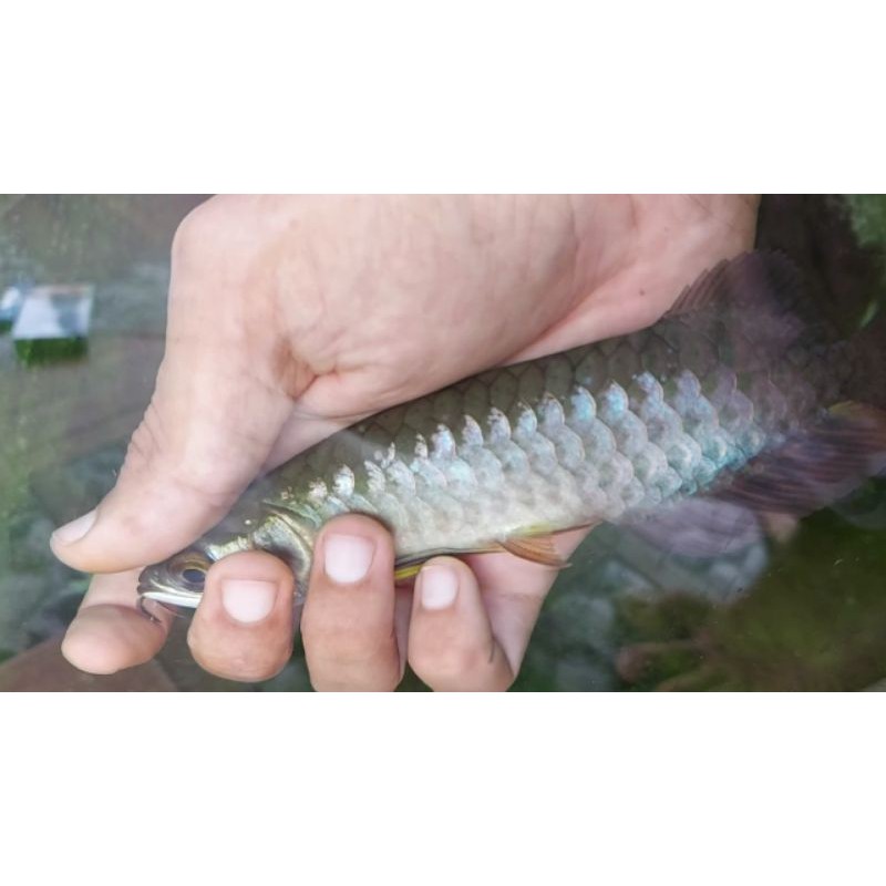 arwana bluebase golden riau