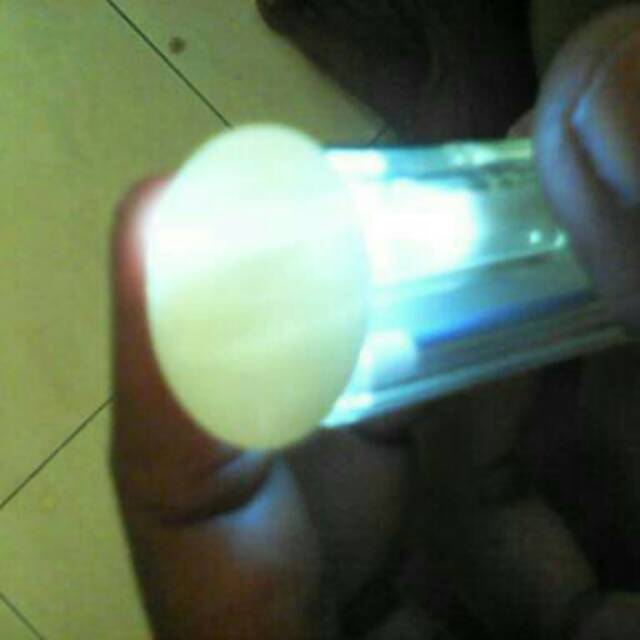 Natural Fosil Kerang Laut