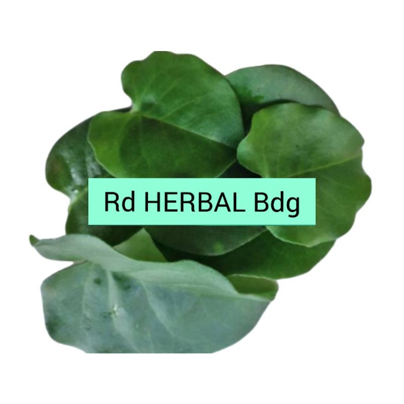 

Rempah daun binahong segar 500gram