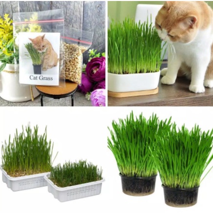 GANDUM MINI 50 GR BENIH RUMPUT GANDUM WHEAT GRASS RUMPUT KUCING