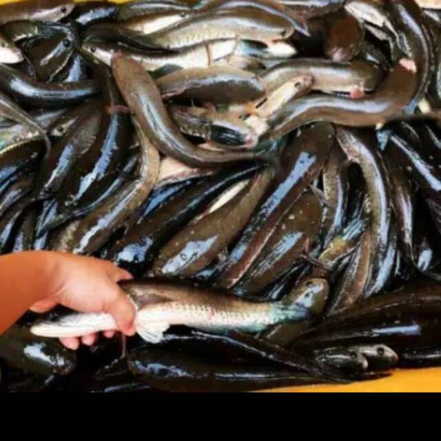 Ikan gabus hasil panen sendiri & menyediakan dendeng gabus 1kg