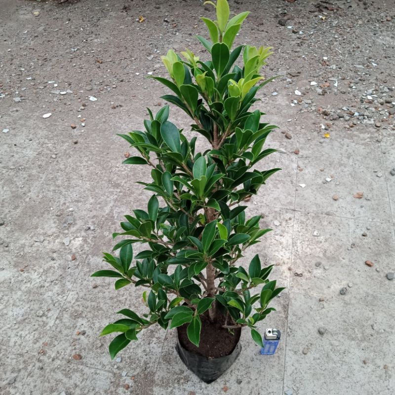 Beringin Elegan Bahan Bonsai / Ficus Elegans Bahan Bonsai