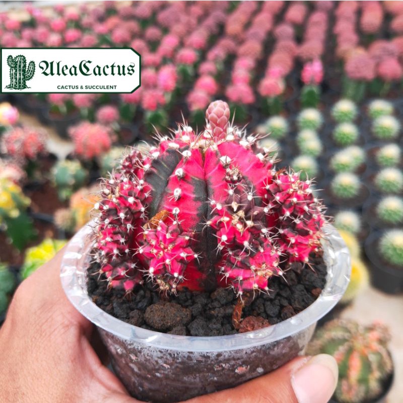 KAKTUS SUKULEN gymno black pink ownroot