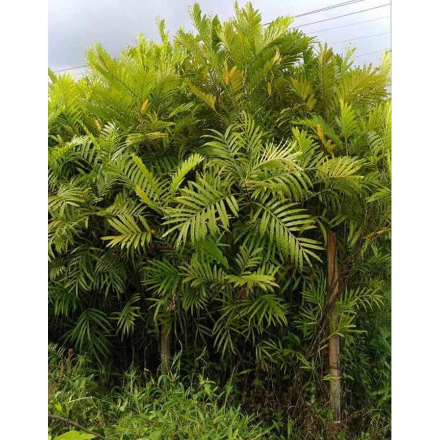 Bibit Tanaman Pohon Kiara Payung Pinisium