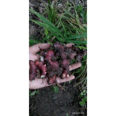 

JAHE MERAH