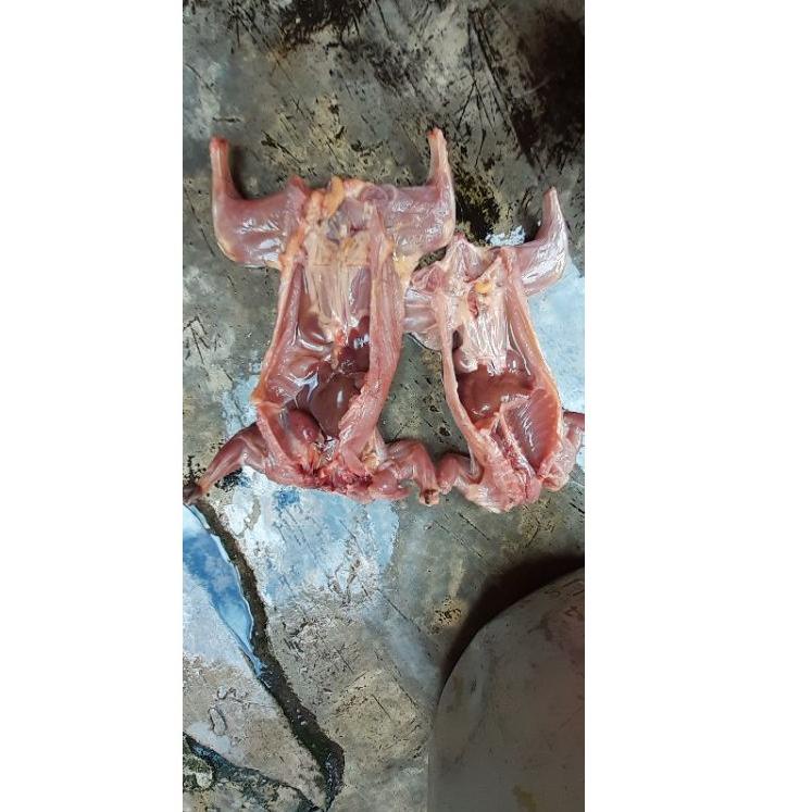 

[PRODUK PC7] DAGING TUPAI UNGKEUP SIAP GORENG PER 1 EKOR - DAGING BAJING KELAPA - DAGING TUPAI KELAPA SIAP GORENG BGB