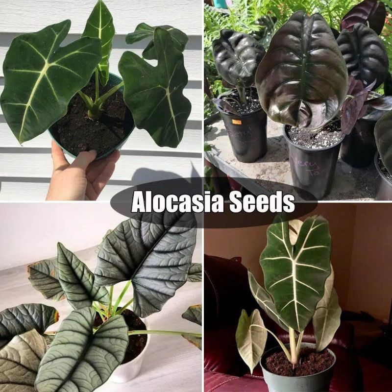 promo paket 4 bongol alocasia terlangka dan cantik