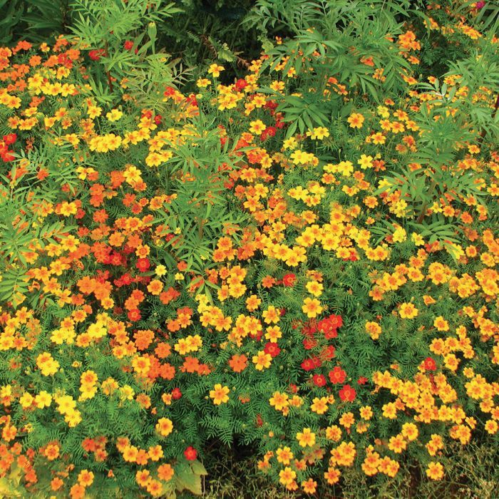 Benih Bibit Biji - Bunga Tagetes tenuifolia Starfire Mixed Flower Seeds