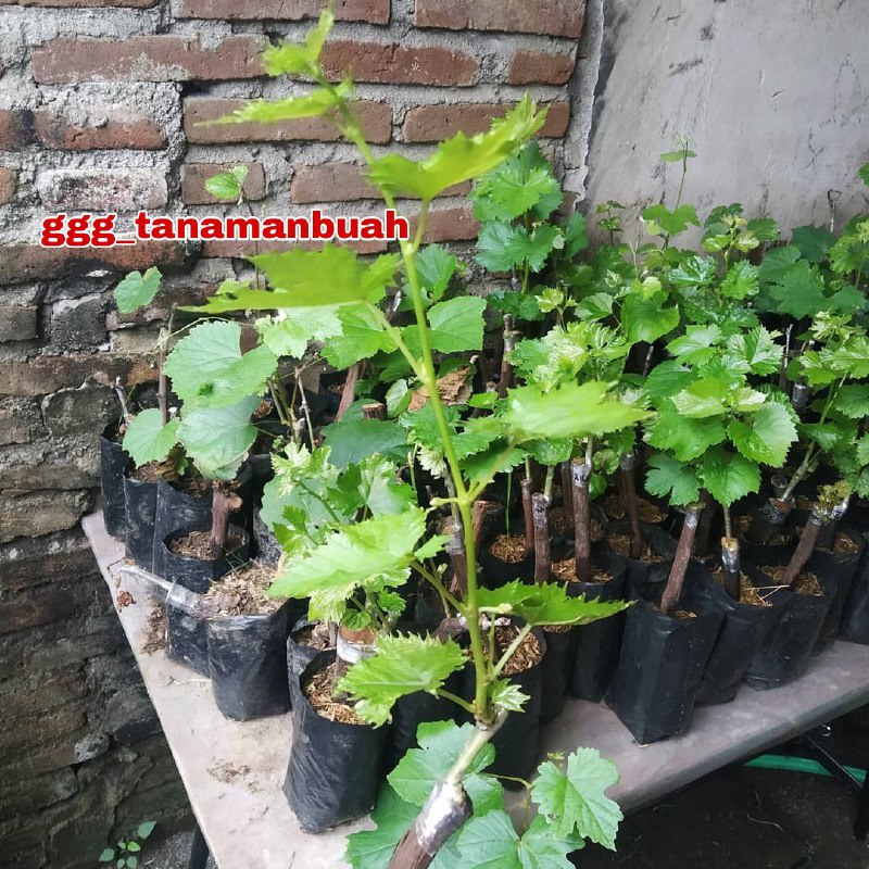 Bibit Anggur Import Hijau Grafting