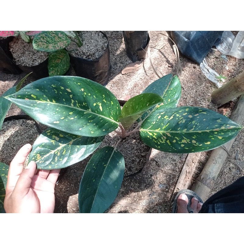 Aglonema big roy hijau