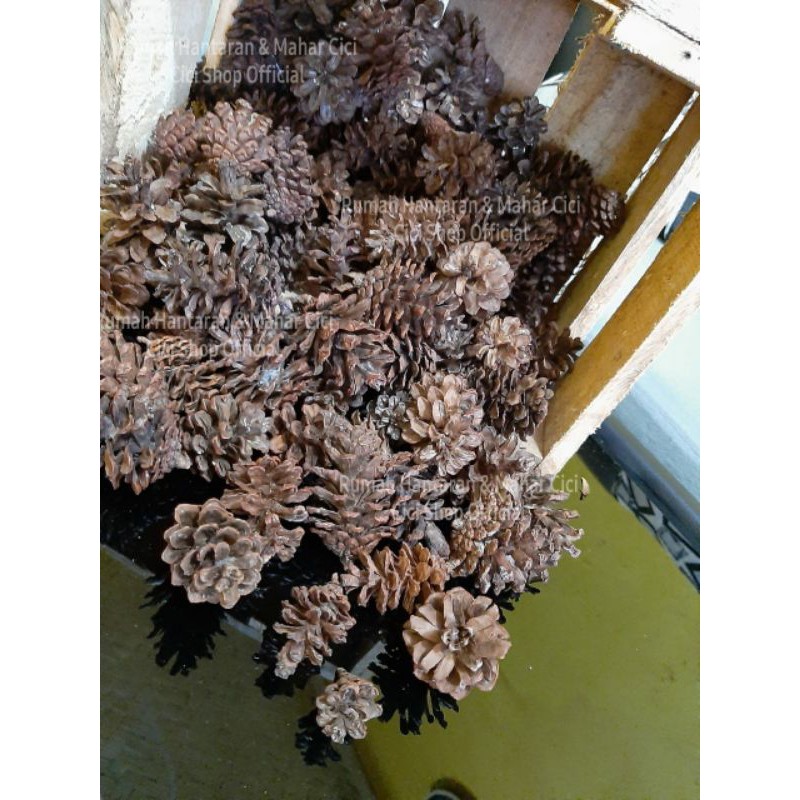 Biji pinus bunga pinus bunga pohon pinus pinus Shopee Biji pinus bunga pinus bunga pohon pinus pinus Shopee