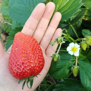10 Benih Stroberi Jumbo Strowbery California Besar Bibit Buah Strawberry Giant Berry Unggul