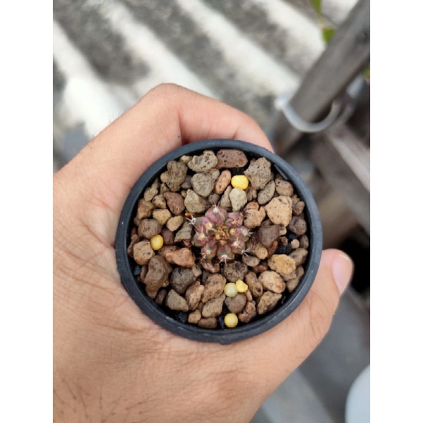 Kaktus Gymnocalycium-Gymno Tlux/T-Lux