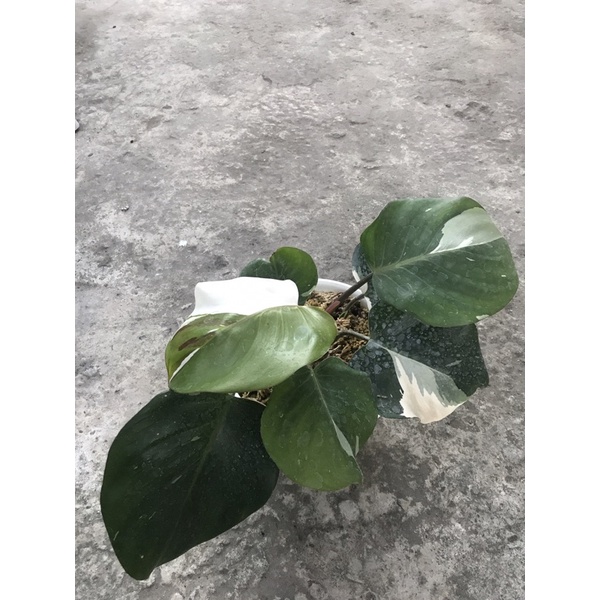 philodendron white knight