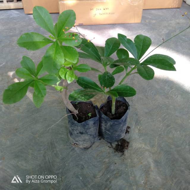 

Gingseng jawa