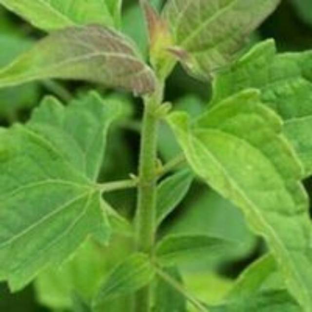 Daun Balakacida Herbal 50 lembar