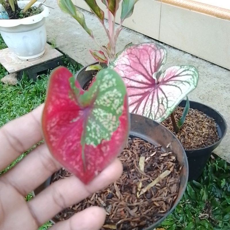 Tanaman hias keladi Baret/keladi baret