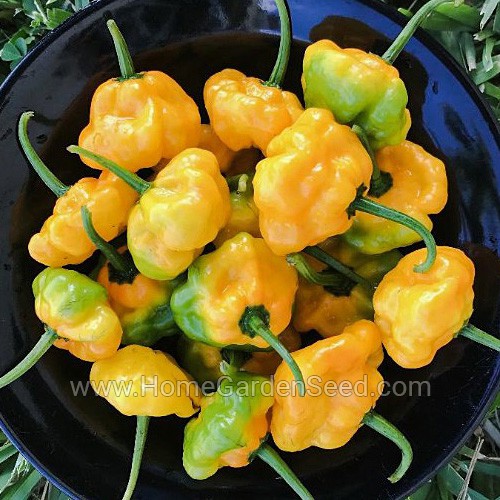 Benih Cabai Jamaican Yellow - Hot Pepper - Home Garden Seed