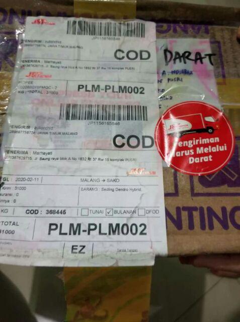 Anggrek Sedling Dendro Hybrid