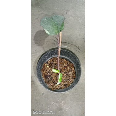 philodendron pink princes