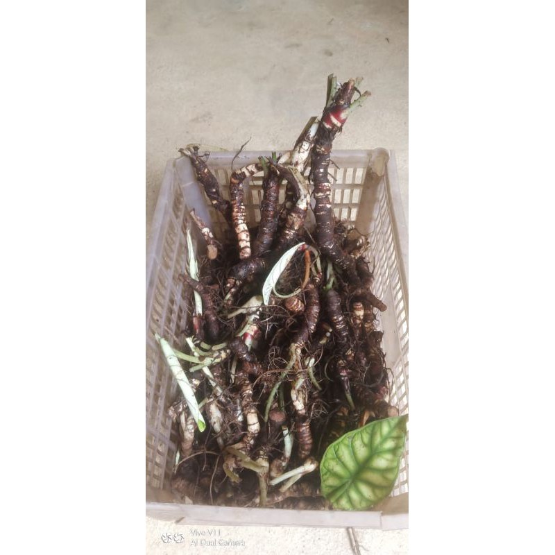 BONGGOL keladi tenggorak/alocasia dragon silver dan scale/green, termurah lgsg dari hutan kalimantan