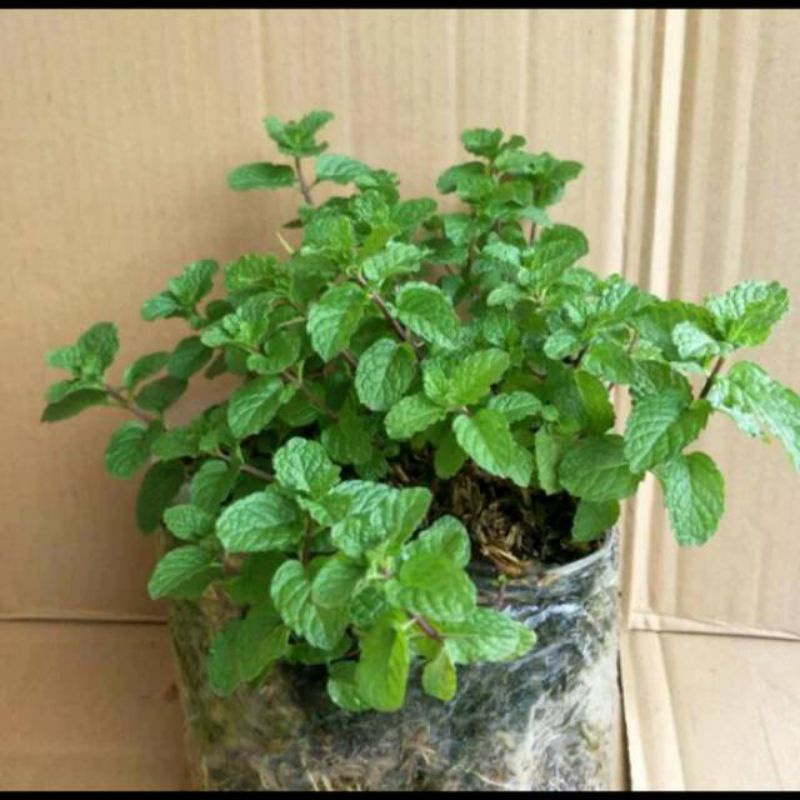 bibit mint segar siap tanam