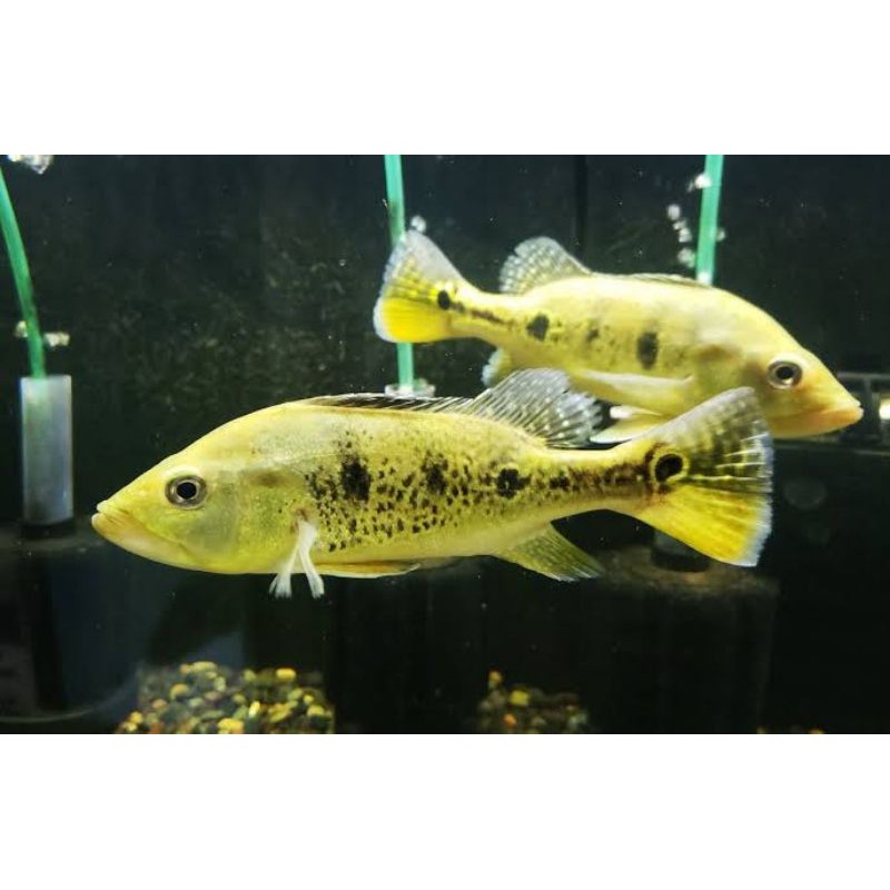 Pbass Kelberi Bahia 13cm