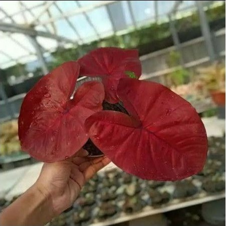 BONGGOL KELADI RED DRAGON THAILAND