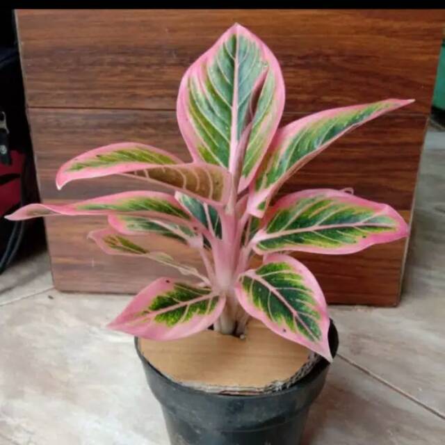 aglonema lotus delight