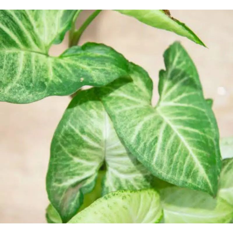 syngonium podophyllum schott