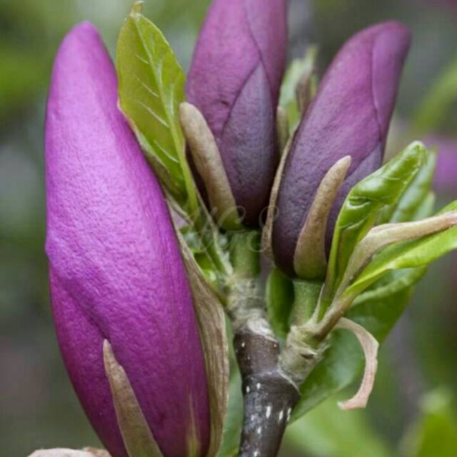 bibit bunga kantil ungu