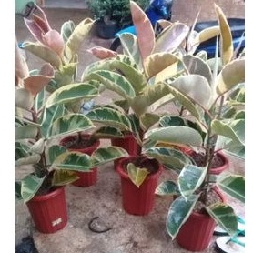 Ficus elastica batik yellow (rubber plant) - Karet Variegata Kuning