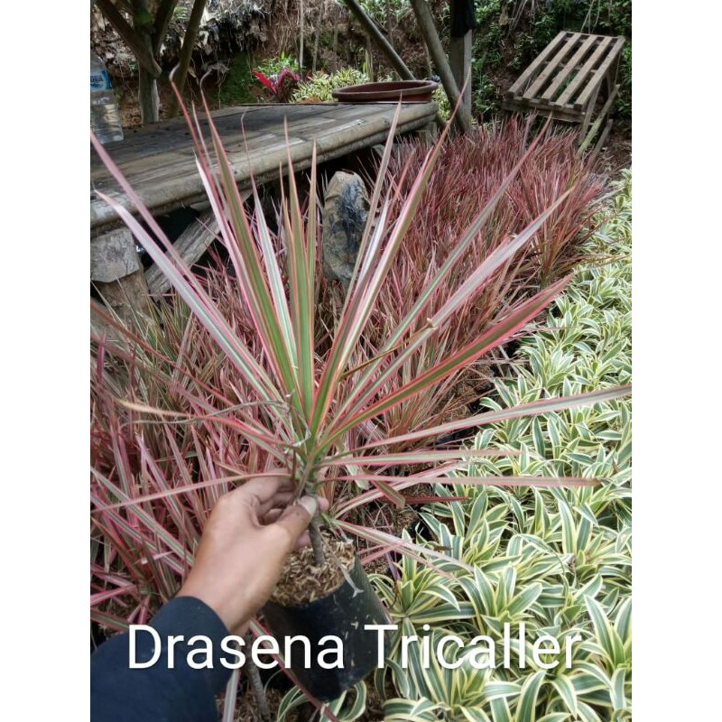 DRACENA TRICOLOR