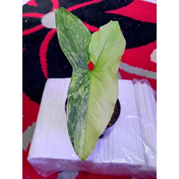 tanaman hias syngonium var yellow