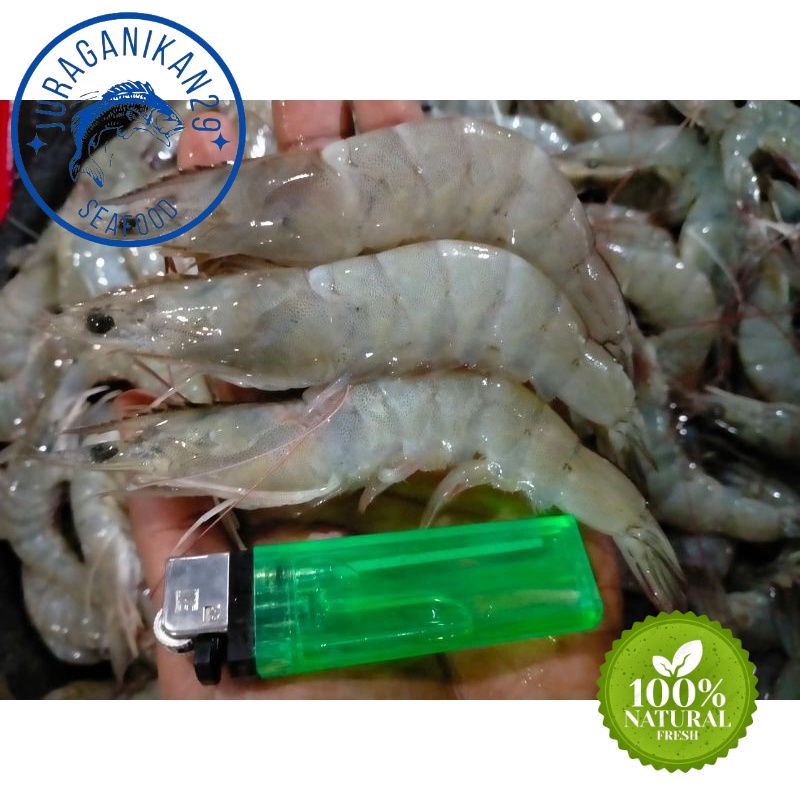 

Udang Vaname Segar Size 50-60 1~Kilogram