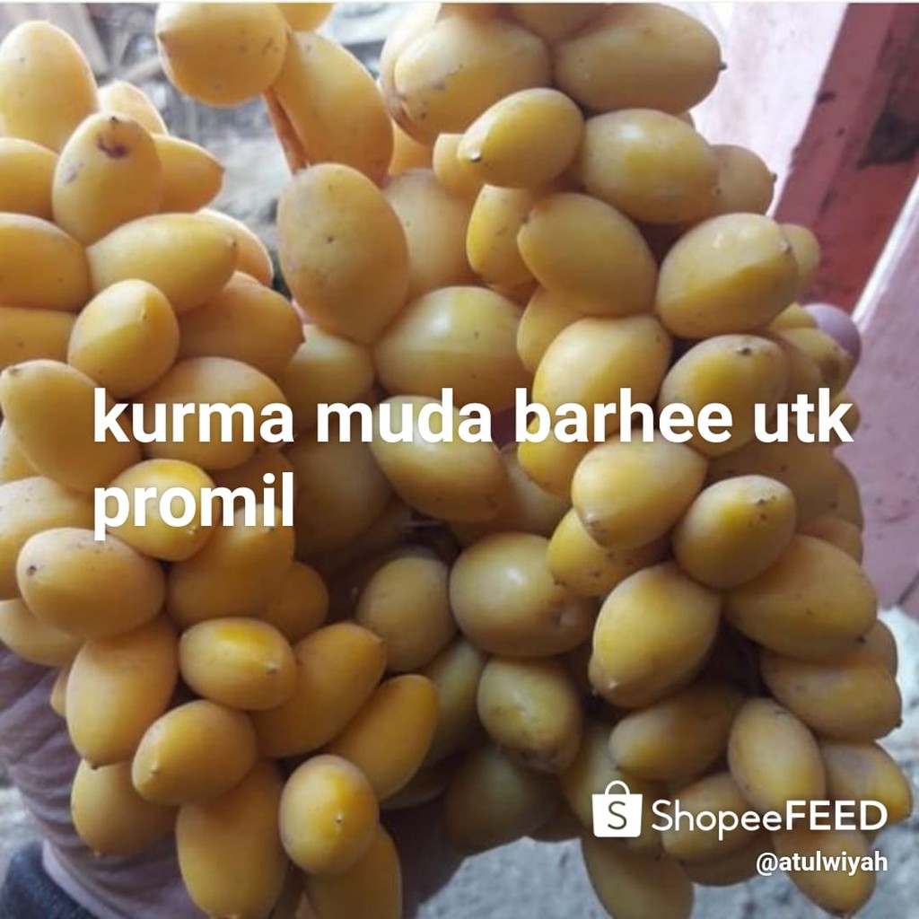 

Kurma Muda Barhe