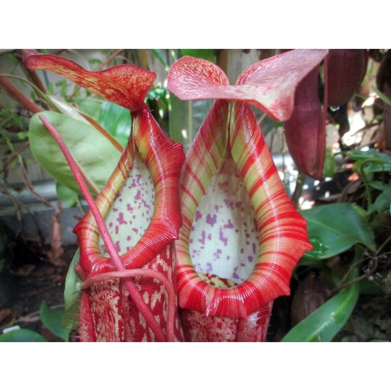 Nepenthes Miranda