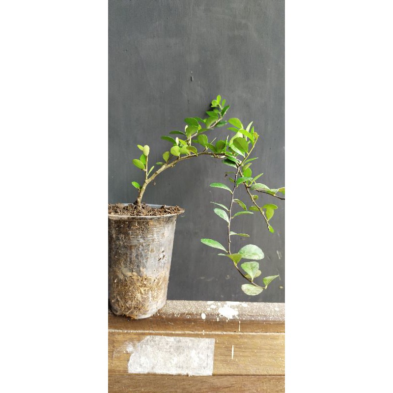 BAHAN BONSAI IMPORT ORTONEA 20CN