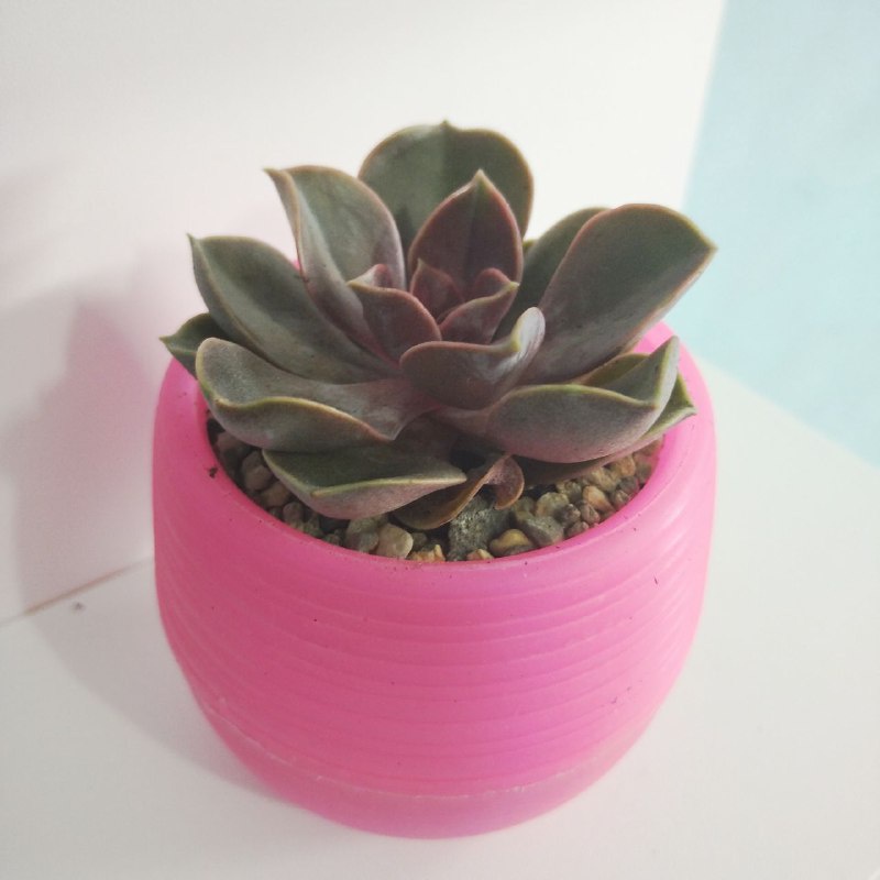 Sukulen Kaktus Mini Sekulen Bunga Hidup Tanaman Artificial Pajangan Meja Dekorasi-c