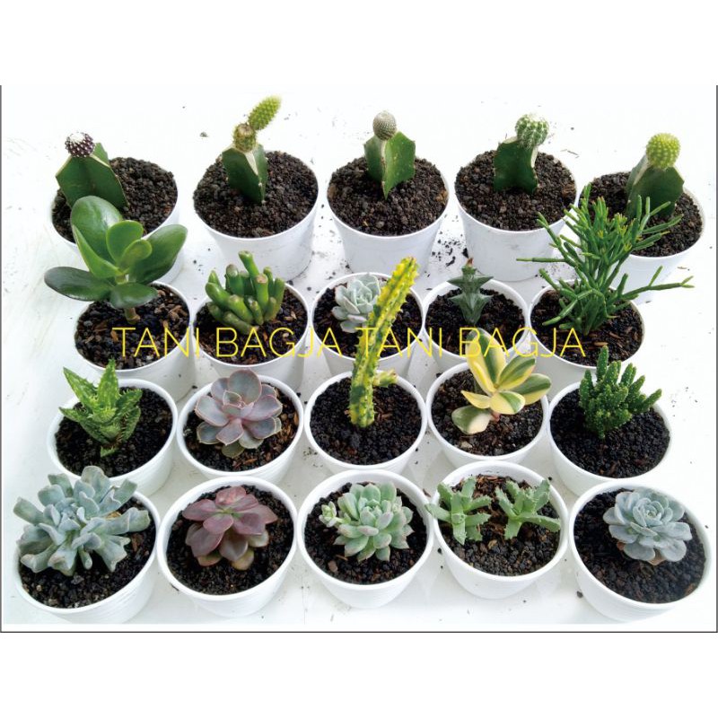 Paket 20 Pcs Tanaman Hias Kaktus  Sukulen Gratis Pot  