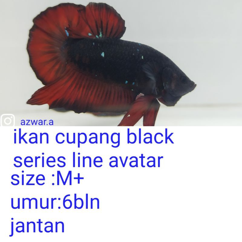IKAN CUPANG BLACK SERIES LINE AVATAR