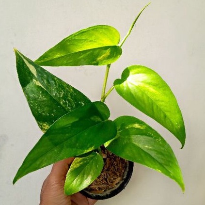epipremnum pinnatum variegata kuning