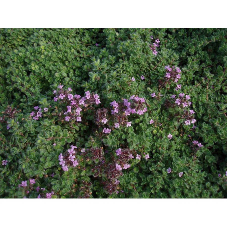 Benih-Bibit Herb Thyme (Haira Seed)