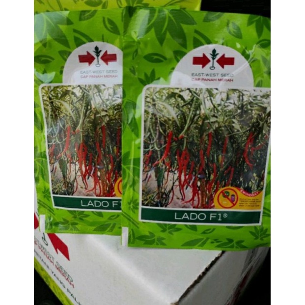 benih cabai keriting lado F1 10 gram