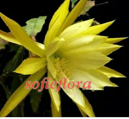 tanaman hias wijaya kusuma 4 jenis bunga super murah - Bunga Hias-Tanaman Hias Hidup-Bunga Hidup