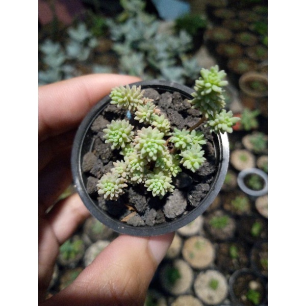 sedum dasyphyllum & lehmani varigata
