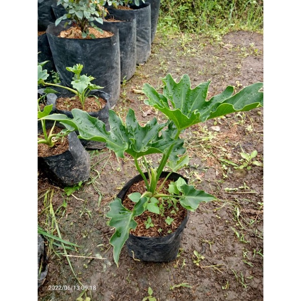 tanaman hias Dendron jari