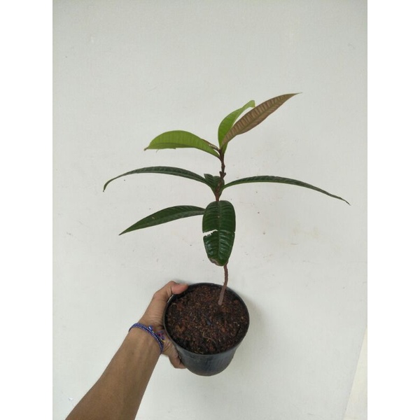 Syzygium sp celebes