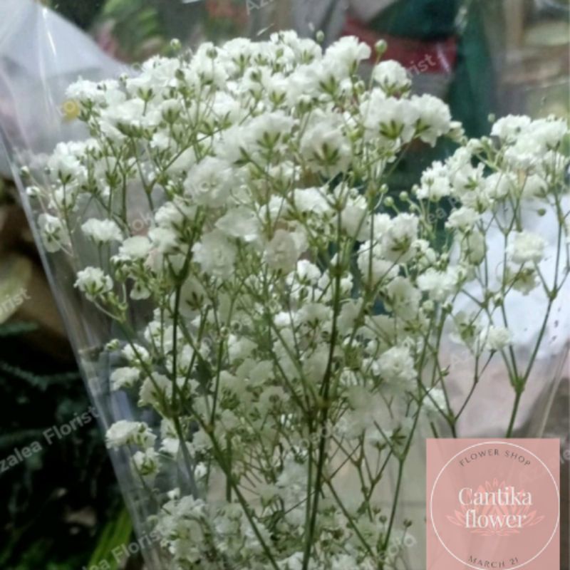 bunga baby breath asli fresh cantk