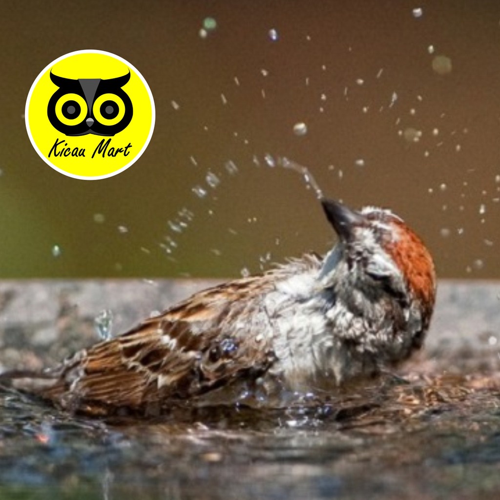 CEPUK PLASTIK BESAR WADAH TEMPAT KERAMBA MANDI BURUNG LOVEBIRD KENARI MURAI PLECI ANIS CPK2OV